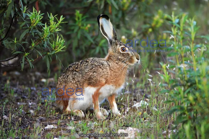 : Iberian Hare - showing slightly blue coloured ears : Iberian Hare - showing slightly blue coloured ears