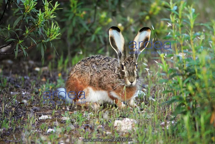 : Iberian Hare - showing slightly blue coloured ears : Iberian Hare - showing slightly blue coloured ears