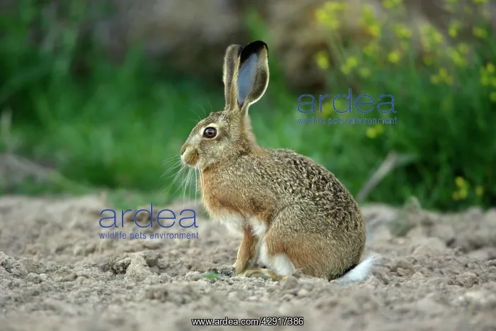 : Iberian Hare - young animal : Iberian Hare - young animal