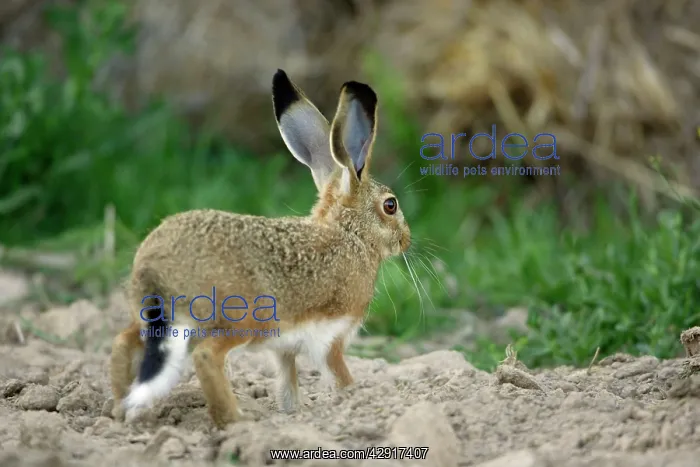 : Iberian Hare - young animal : Iberian Hare - young animal