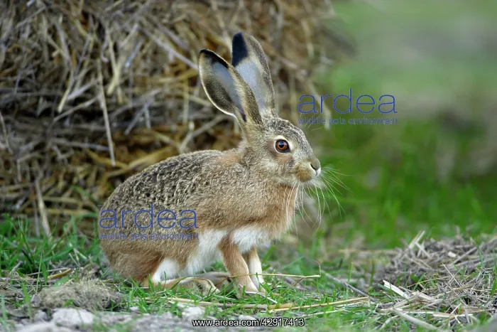 : Iberian Hare - young animal : Iberian Hare - young animal
