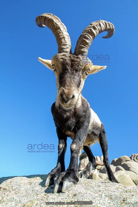 : Iberian ibex (Capra pyrenaica) male, Guadarrama : Iberian ibex (Capra pyrenaica) male, Guadarrama