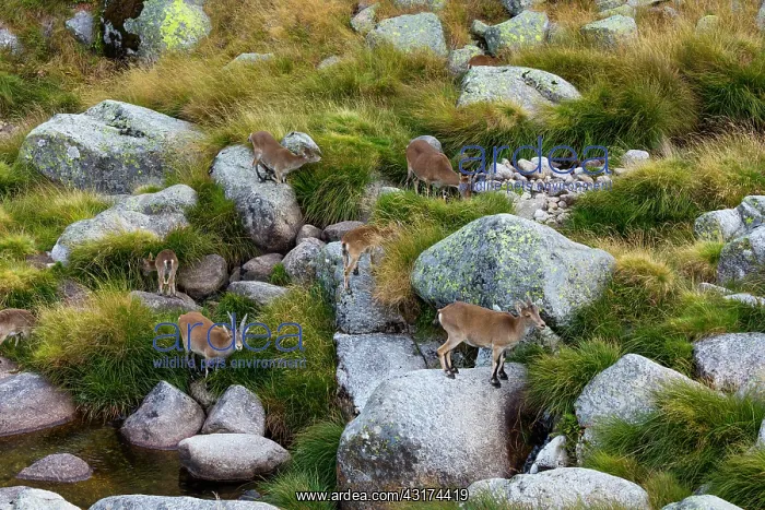 : Iberian ibex, Spanish ibex, Spanish wild goat, or : Iberian ibex, Spanish ibex, Spanish wild goat, or