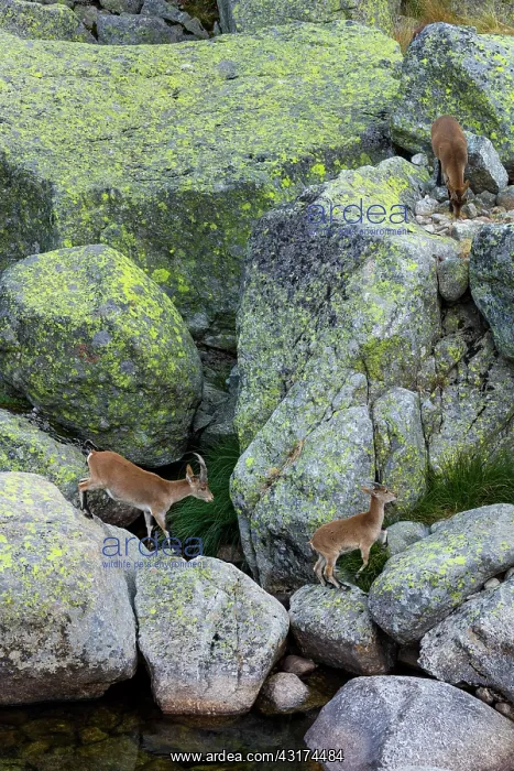 : Iberian ibex, Spanish ibex, Spanish wild goat, or : Iberian ibex, Spanish ibex, Spanish wild goat, or