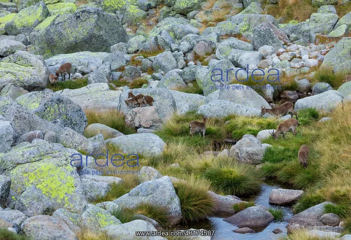 : Iberian ibex, Spanish ibex, Spanish wild goat, or : Iberian ibex, Spanish ibex, Spanish wild goat, or