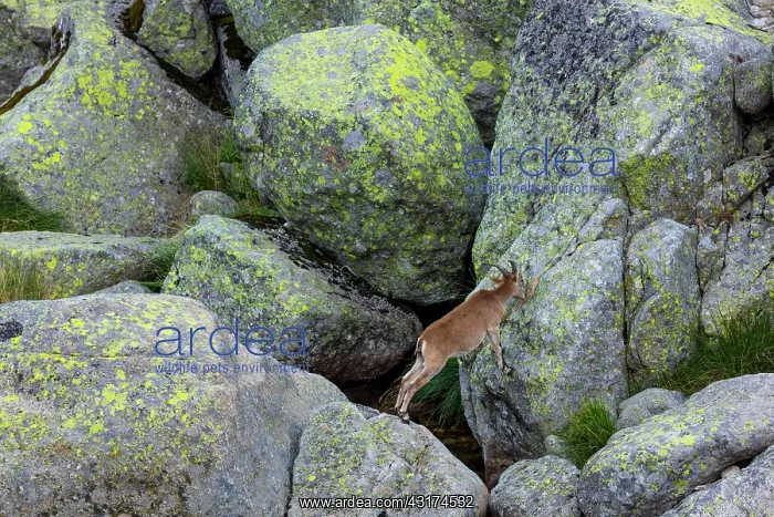 : Iberian ibex, Spanish ibex, Spanish wild goat, or : Iberian ibex, Spanish ibex, Spanish wild goat, or