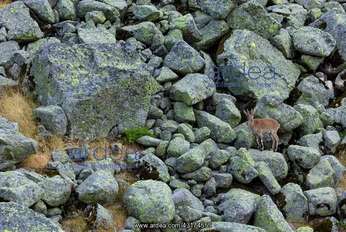 : Iberian ibex, Spanish ibex, Spanish wild goat, or : Iberian ibex, Spanish ibex, Spanish wild goat, or