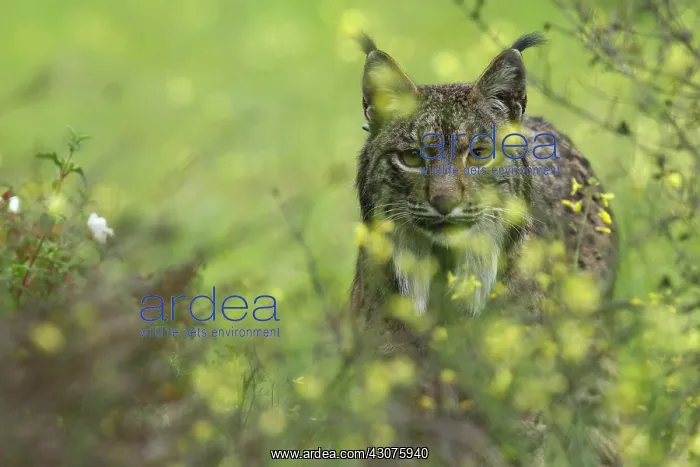 : Iberian Lynx : Iberian Lynx