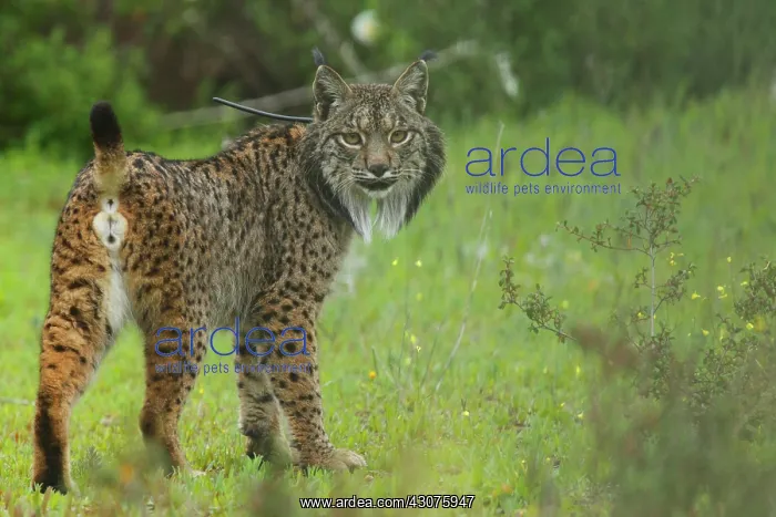 : Iberian Lynx : Iberian Lynx
