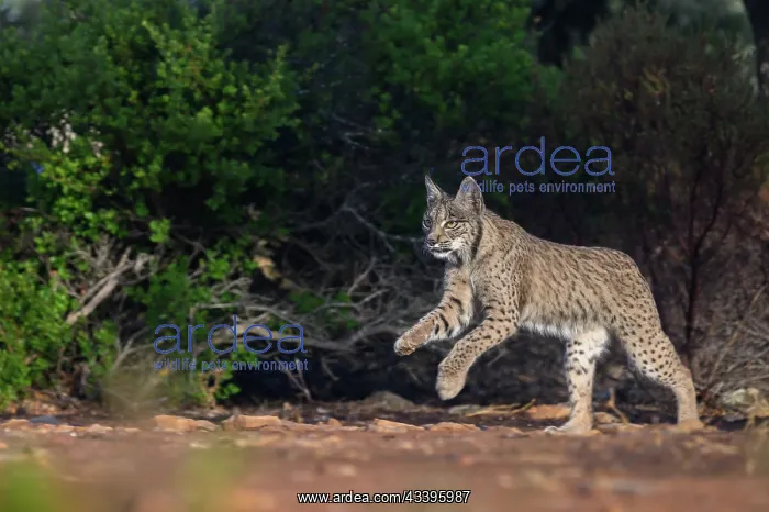  : IBERIAN LYNX