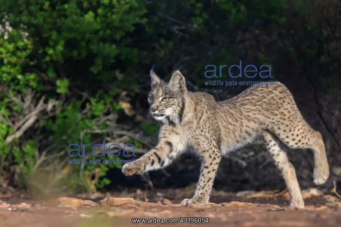 : IBERIAN LYNX : IBERIAN LYNX