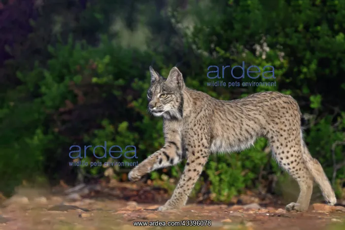: IBERIAN LYNX : IBERIAN LYNX
