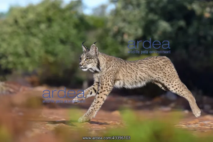 : IBERIAN LYNX : IBERIAN LYNX