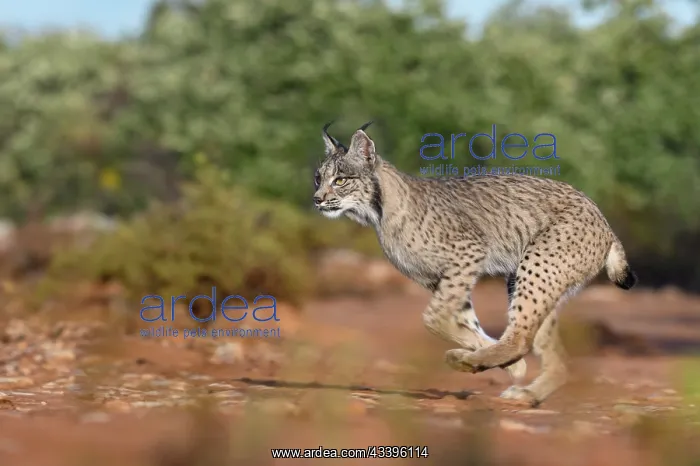  : IBERIAN LYNX