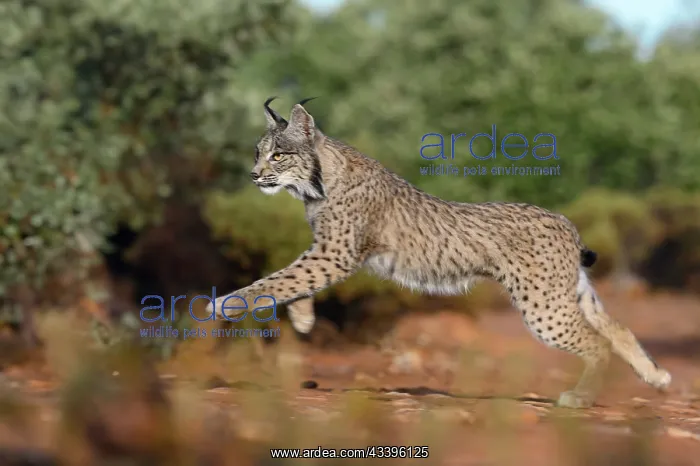 : IBERIAN LYNX : IBERIAN LYNX