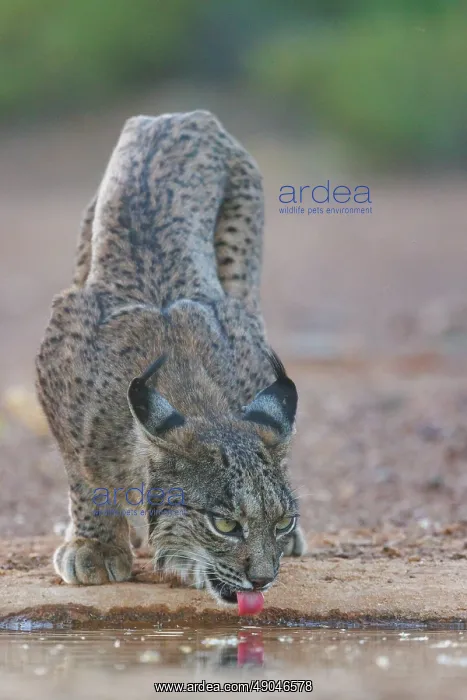  : IBERIAN LYNX