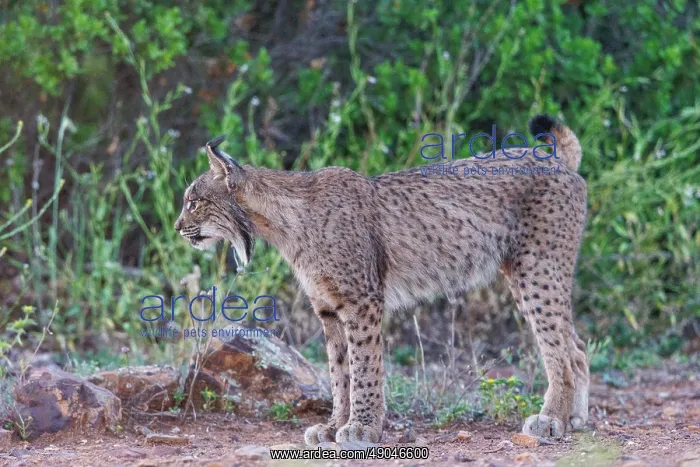: IBERIAN LYNX : IBERIAN LYNX