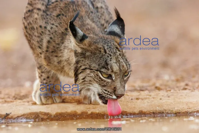 : IBERIAN LYNX : IBERIAN LYNX