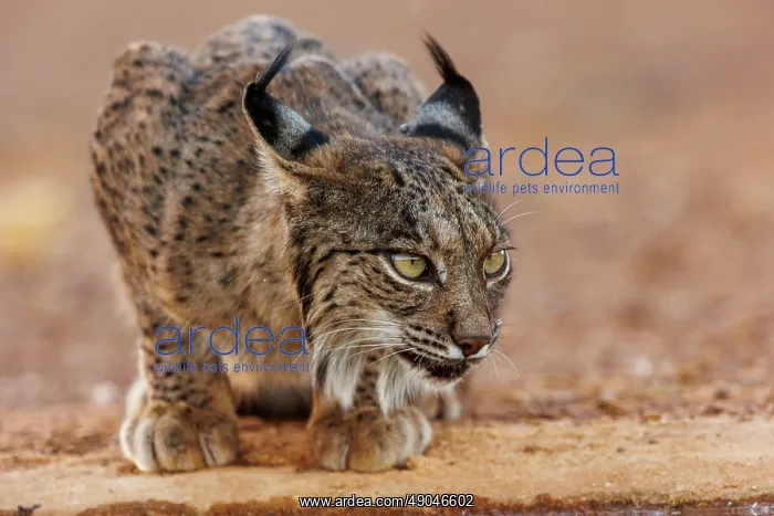 : IBERIAN LYNX : IBERIAN LYNX