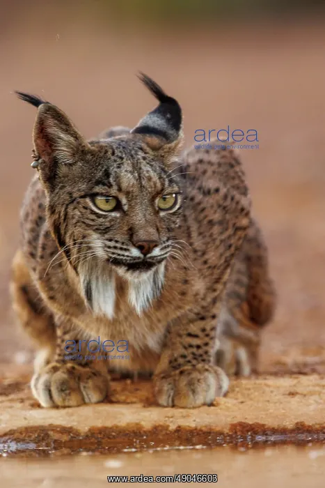 : IBERIAN LYNX : IBERIAN LYNX