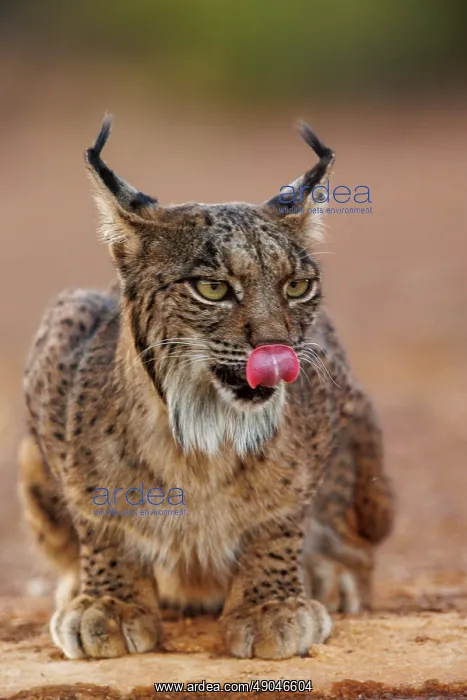  : IBERIAN LYNX