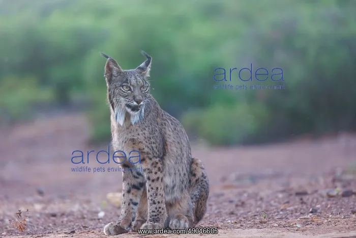 : IBERIAN LYNX : IBERIAN LYNX