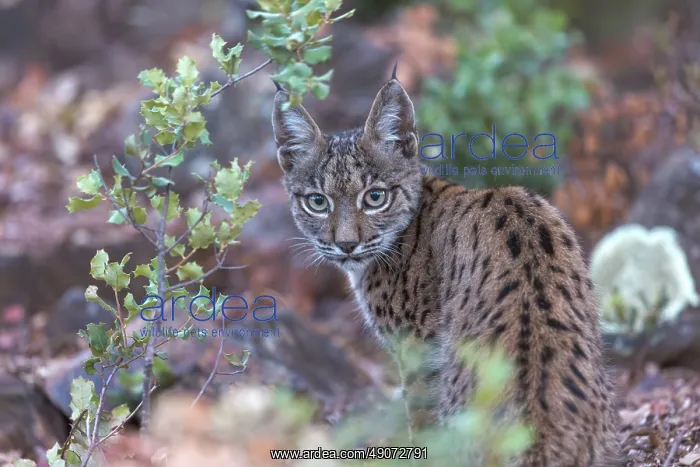 : IBERIAN LYNX : IBERIAN LYNX