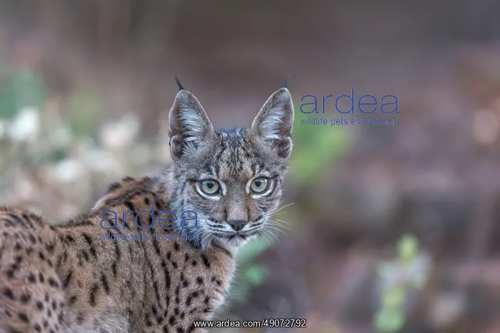  : IBERIAN LYNX