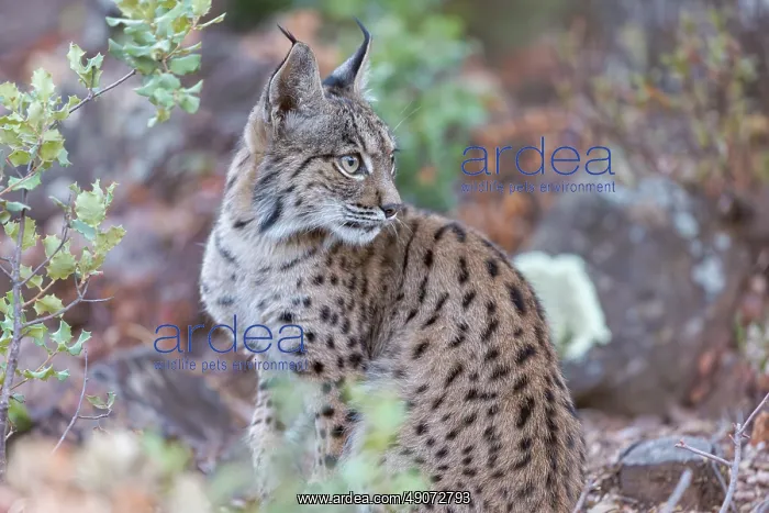 : IBERIAN LYNX : IBERIAN LYNX