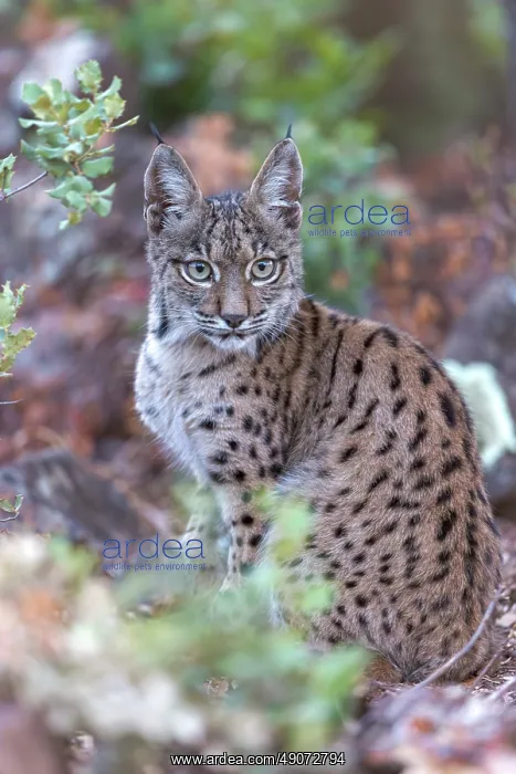 : IBERIAN LYNX : IBERIAN LYNX