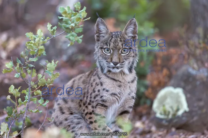  : IBERIAN LYNX