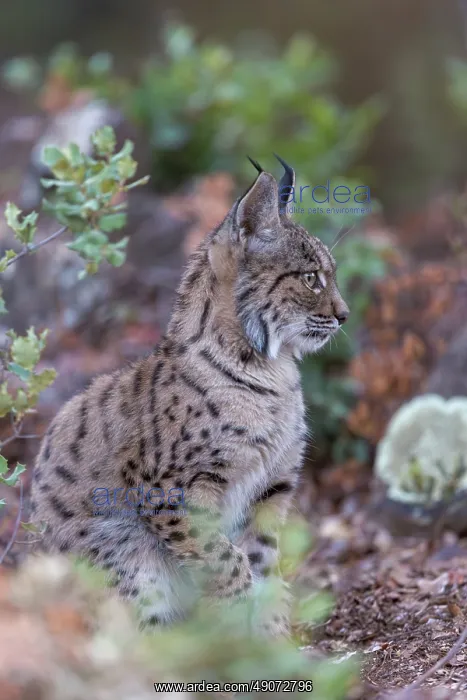  : IBERIAN LYNX