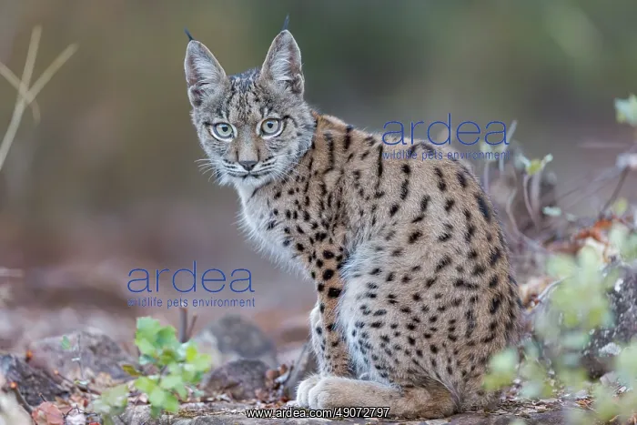 : IBERIAN LYNX : IBERIAN LYNX