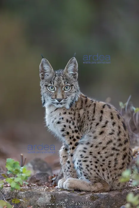  : IBERIAN LYNX