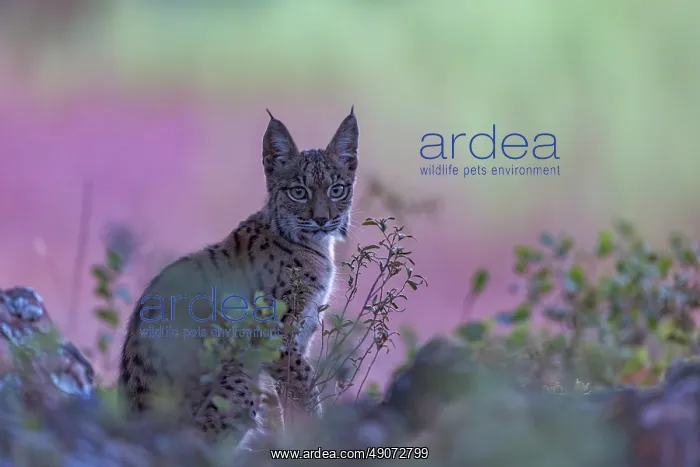 : IBERIAN LYNX : IBERIAN LYNX