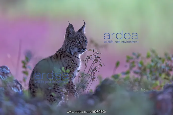 : IBERIAN LYNX : IBERIAN LYNX
