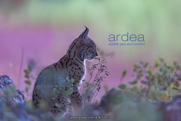 : IBERIAN LYNX