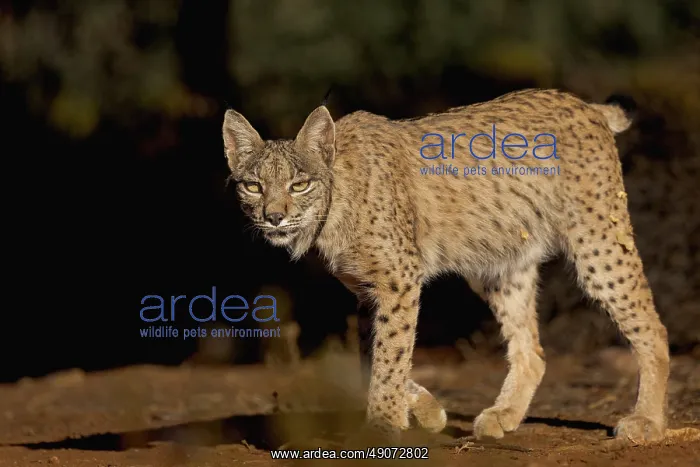 : IBERIAN LYNX : IBERIAN LYNX