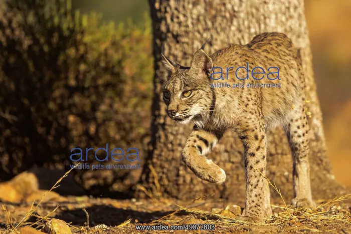 : IBERIAN LYNX : IBERIAN LYNX