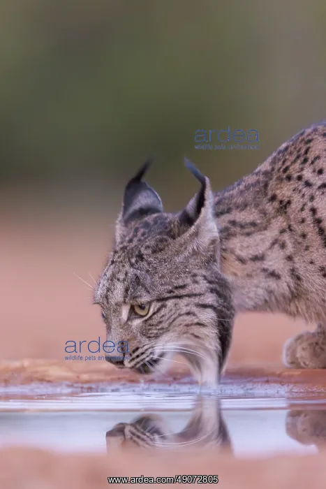 : IBERIAN LYNX : IBERIAN LYNX