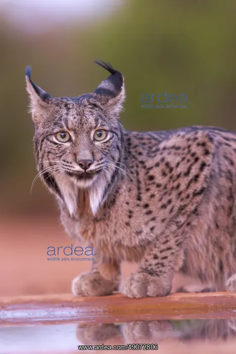 : IBERIAN LYNX : IBERIAN LYNX