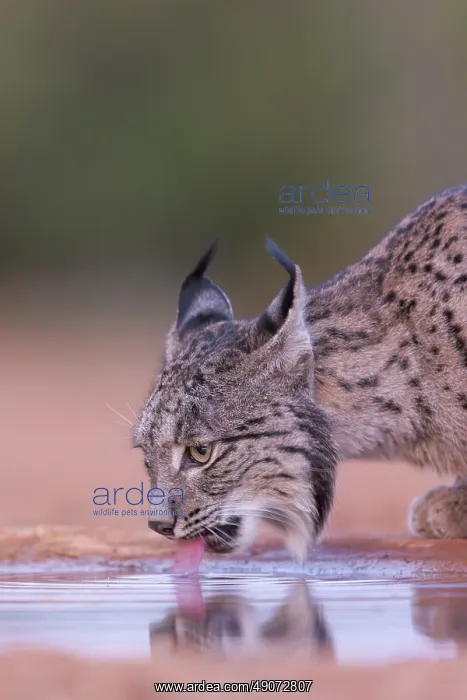 : IBERIAN LYNX : IBERIAN LYNX