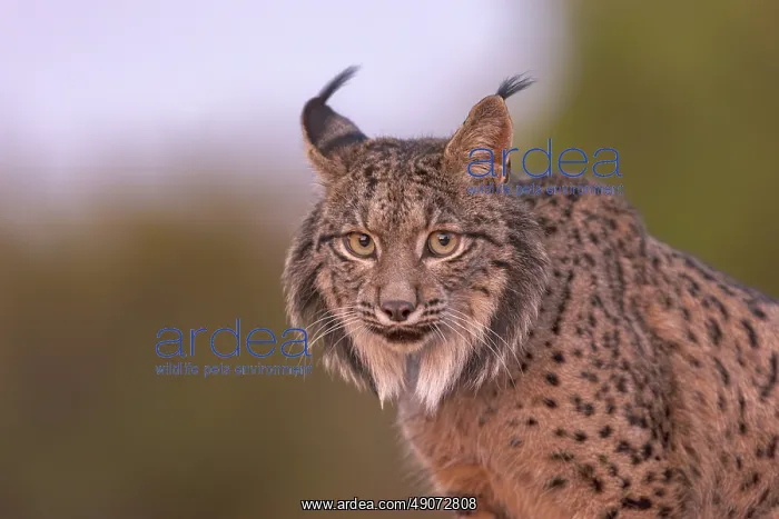 : IBERIAN LYNX : IBERIAN LYNX