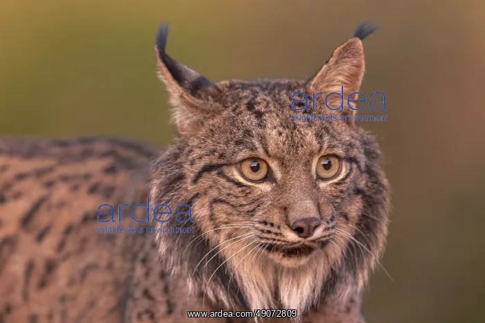 : IBERIAN LYNX : IBERIAN LYNX