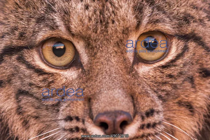 : IBERIAN LYNX : IBERIAN LYNX