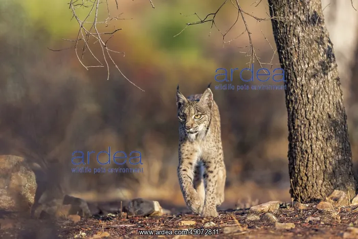 : IBERIAN LYNX : IBERIAN LYNX