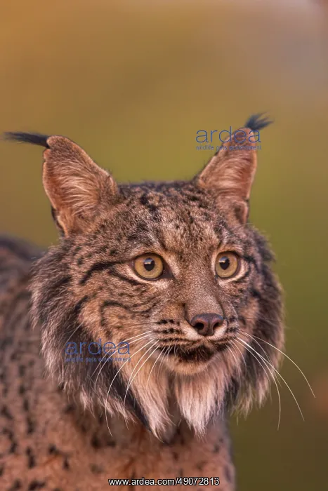 : IBERIAN LYNX : IBERIAN LYNX