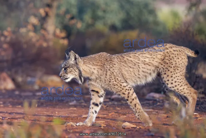 : IBERIAN LYNX : IBERIAN LYNX