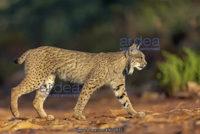  : IBERIAN LYNX
