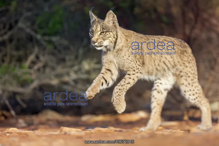 : IBERIAN LYNX : IBERIAN LYNX
